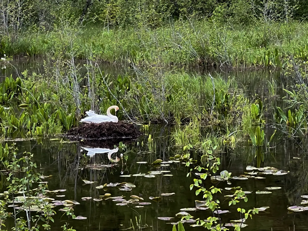Photo 43